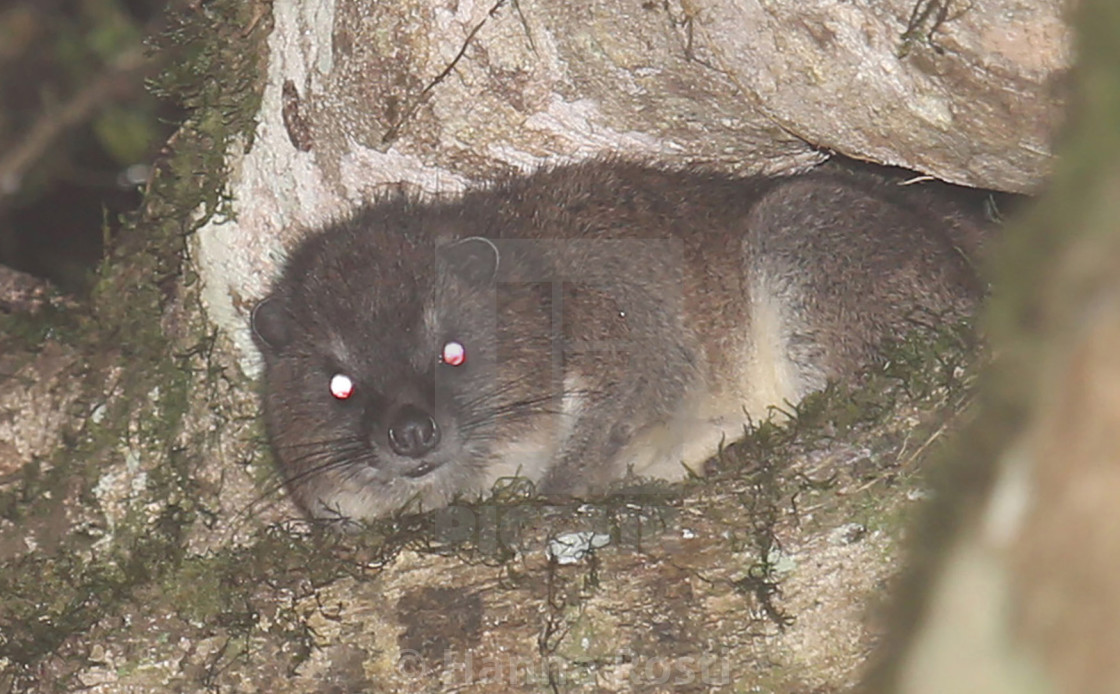 "Tree hyrax (Dendrohyrax) from Taita Hills, Kenya" stock image