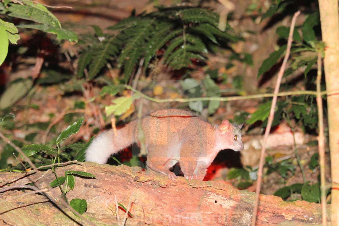 "Small eared greater galago (Otolemur garnettii lasiotis) from Taita Hills, Kenya" stock image