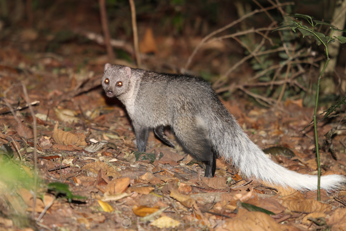 "White tailed mongoose (Ichneumia albicauda) from Taita Hills, Kenya" stock image