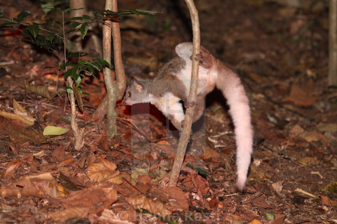 "Small eared greater galago (Otolemur garnettii) from Taita Hills, Kenya" stock image