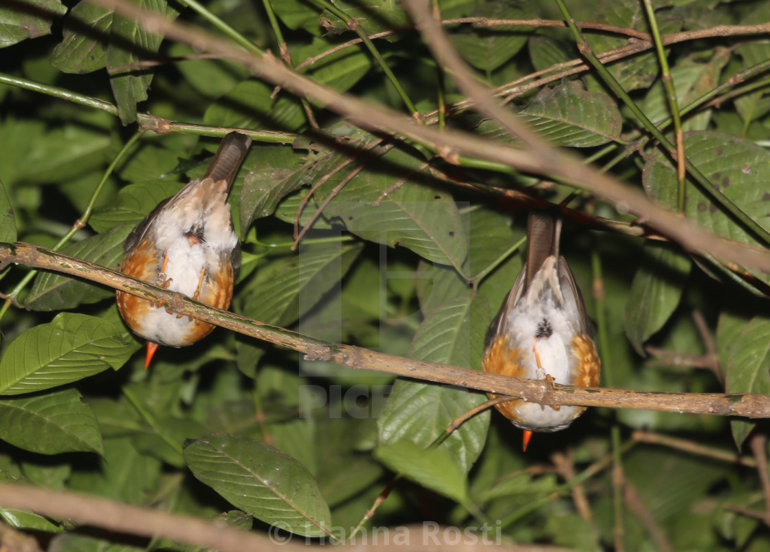 "Sleeping pair of Taita thrush (Turdus helleri)" stock image