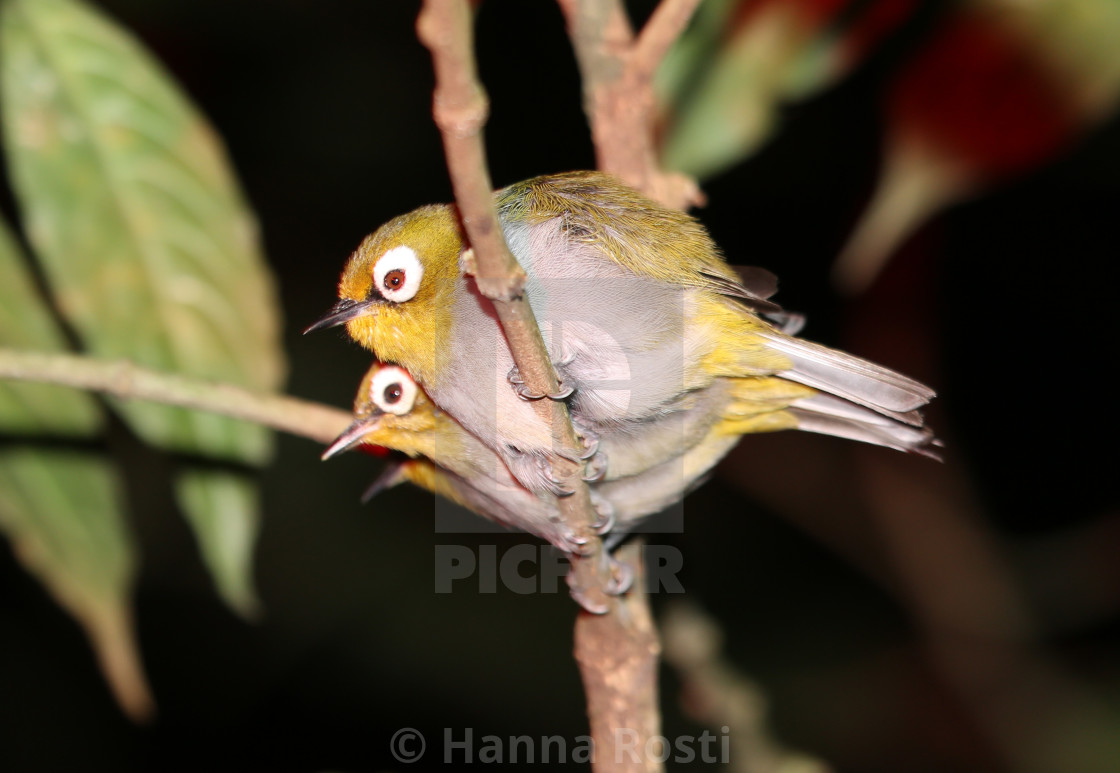 "Taita white eye - three little birds" stock image