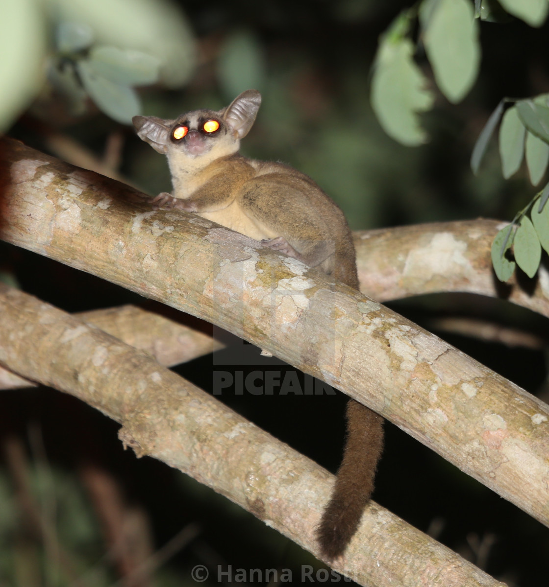 "Kenya coast dwarf galago (Paragalago cocos)" stock image