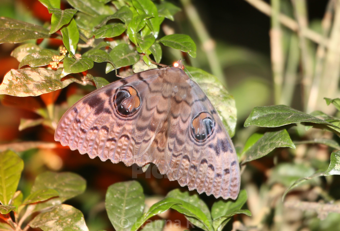 "Erebus walkeri - moth" stock image