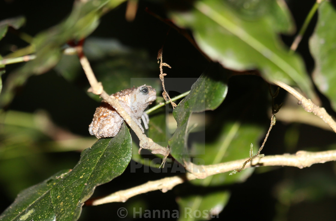 "Taita warty frog Callulina dawida" stock image