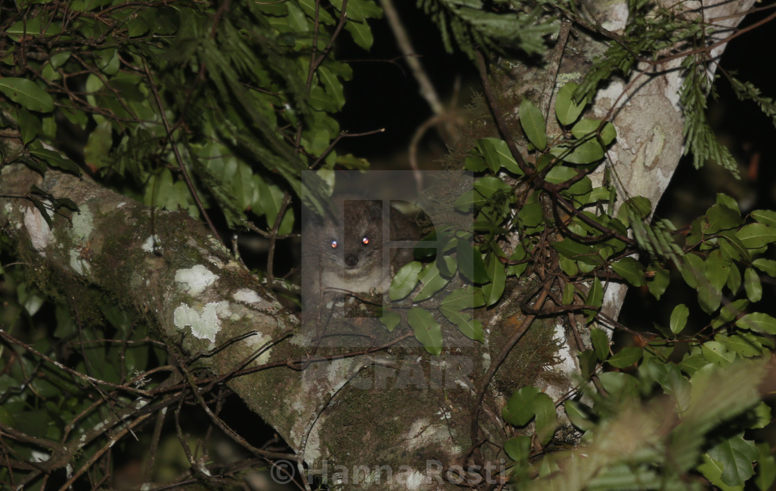 "Taita tree hyrax Dendrohyrax sp." stock image