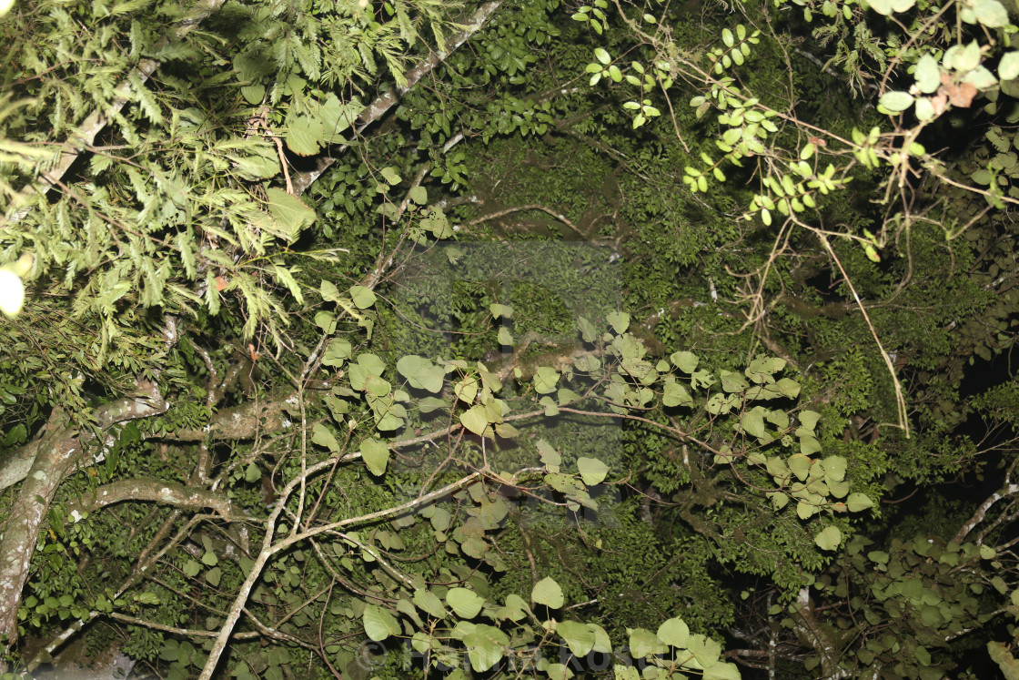 "Canopy of mountain tropical cloud forest with tree hyrax" stock image