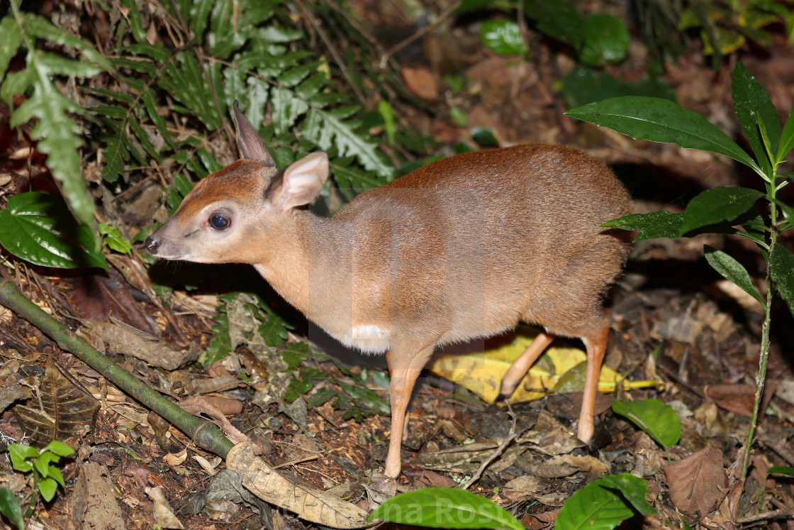 "Suni juvenile (Nesotragus moschatus)" stock image