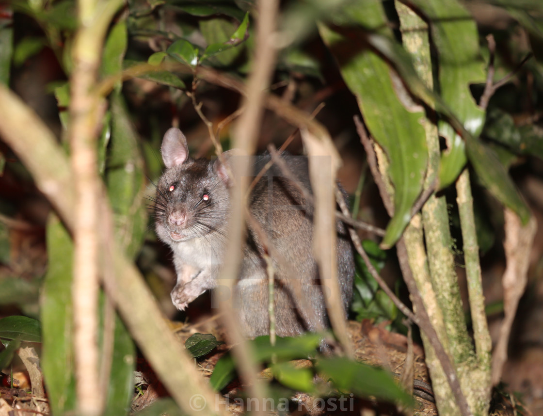 "Southern giant poached rat (Cricetomys ansorgei)" stock image