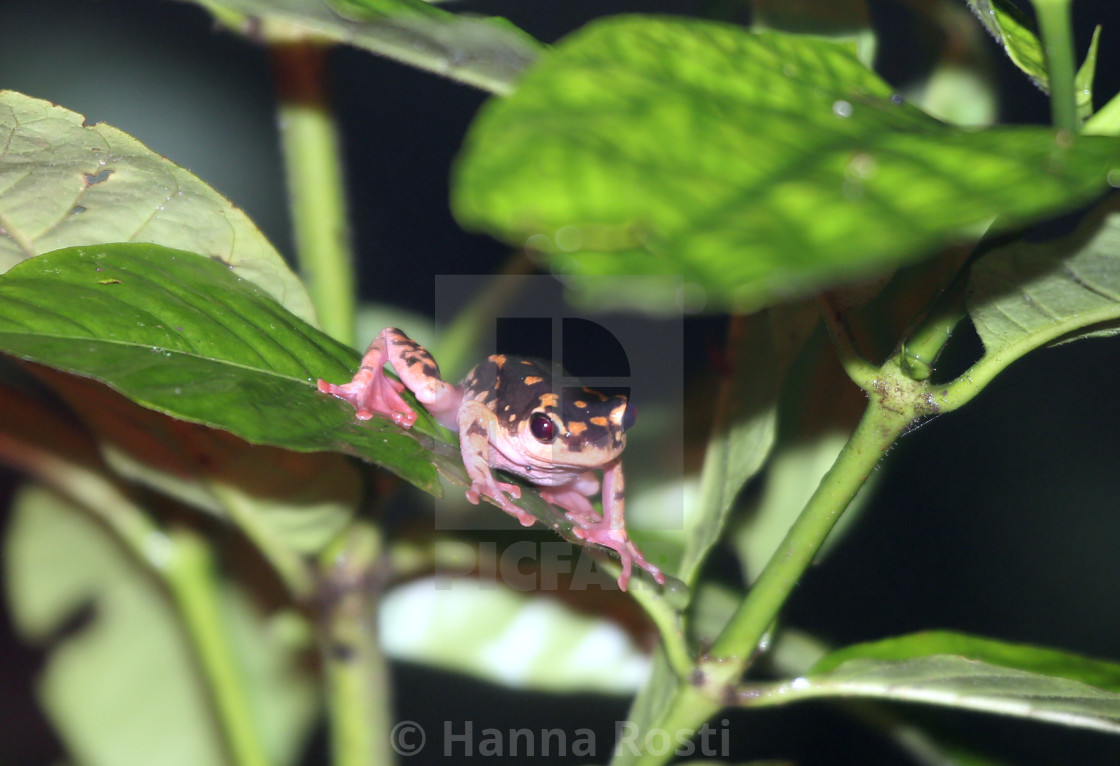 "Hyperolius glandicolor frog" stock image