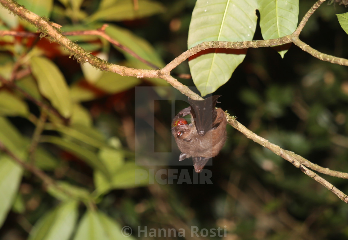 "Rousettus aegyptiacus Egyptian fruit bat" stock image