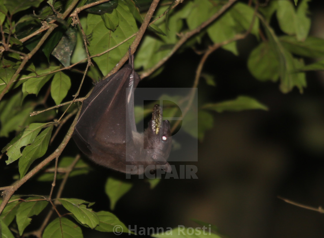 "Egyptian fruit bat Rousettus aegyptiacus" stock image