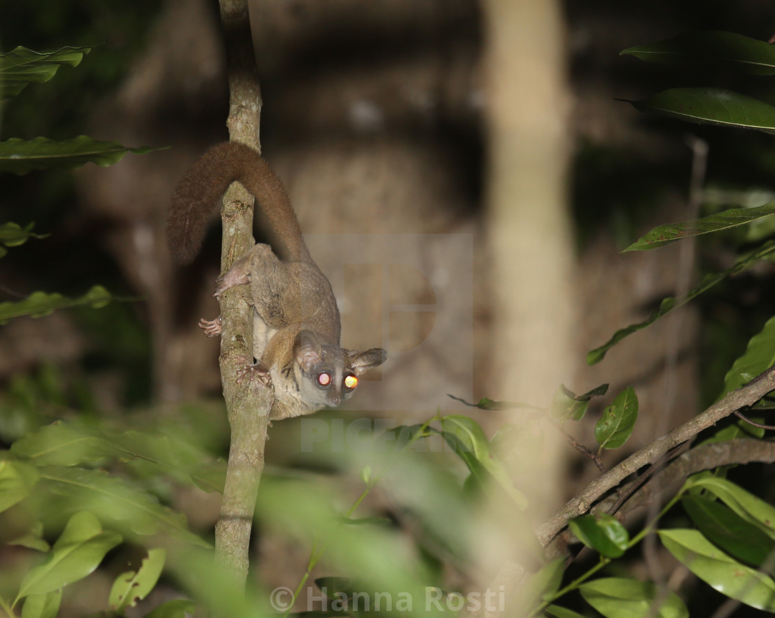 "Kenya coast dwarf galago" stock image