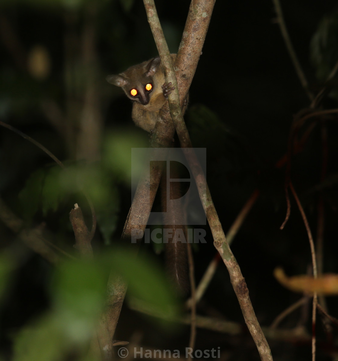 "Kenya coast dwarf galago" stock image