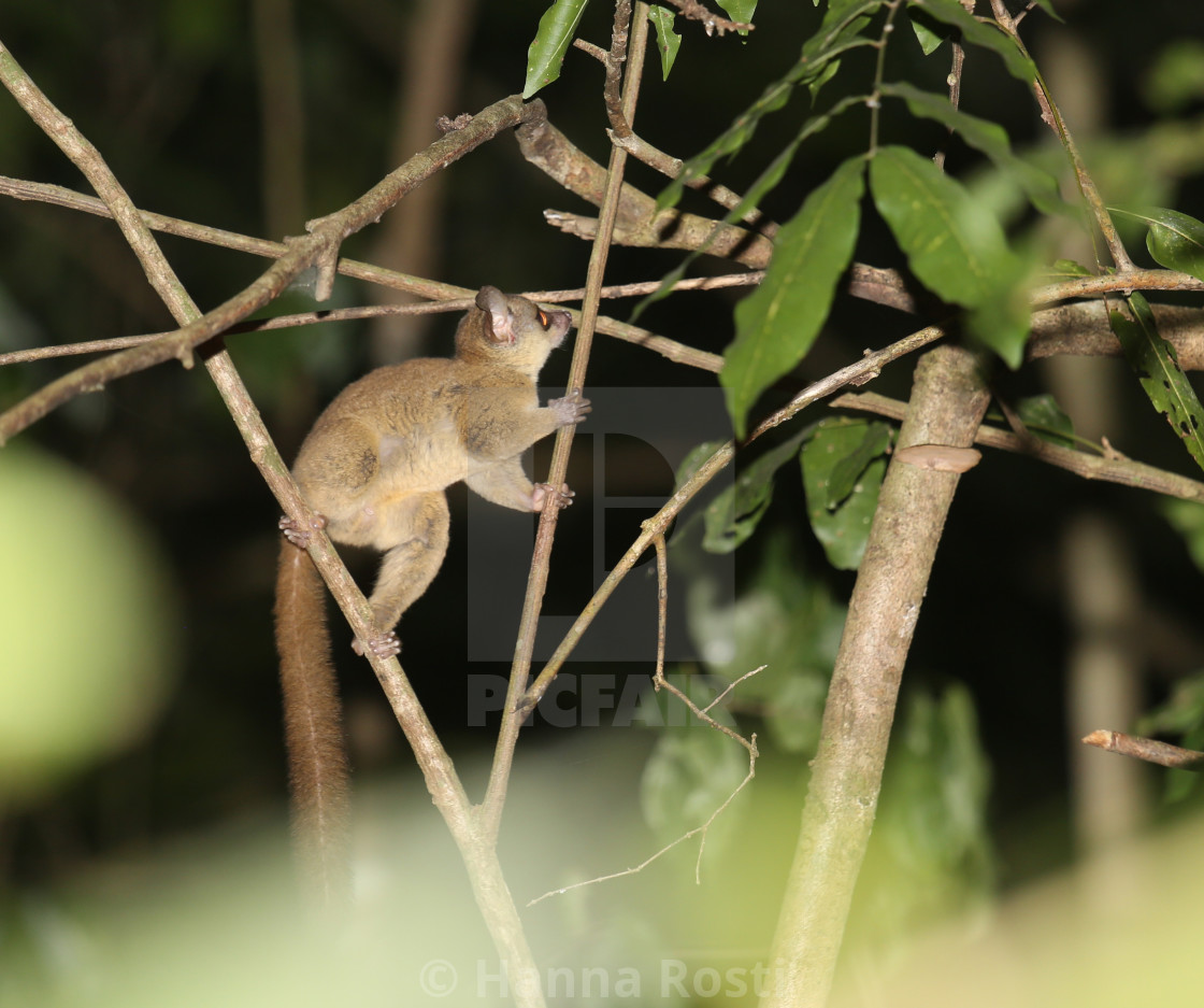 "Kenya coast dwarf galago Paragalago cocos" stock image