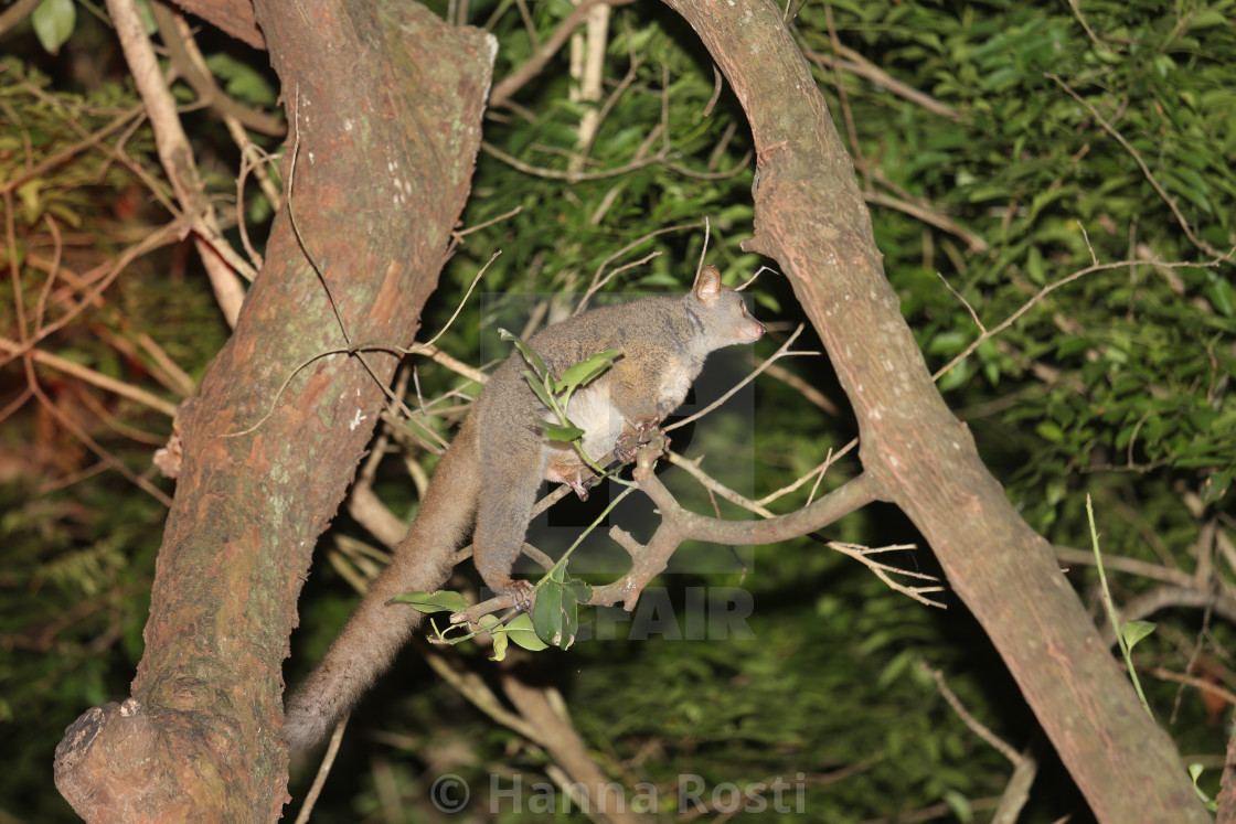 "Small-eared greater galago" stock image