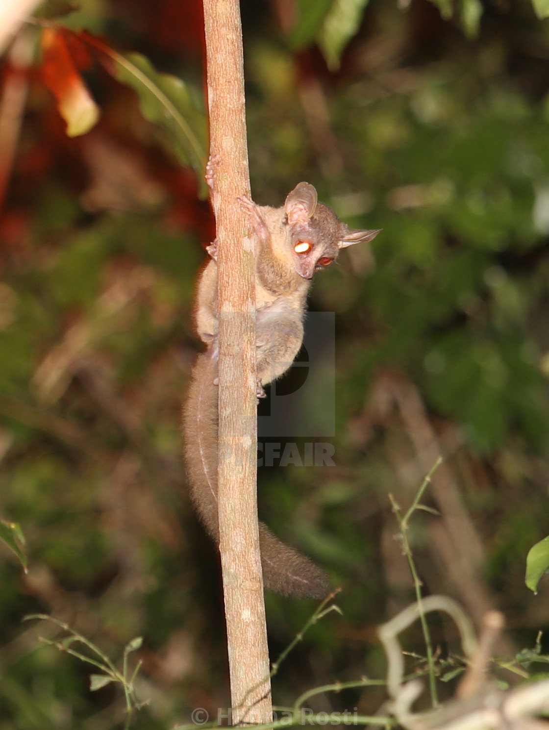 "Kenya coast dwarf galago" stock image