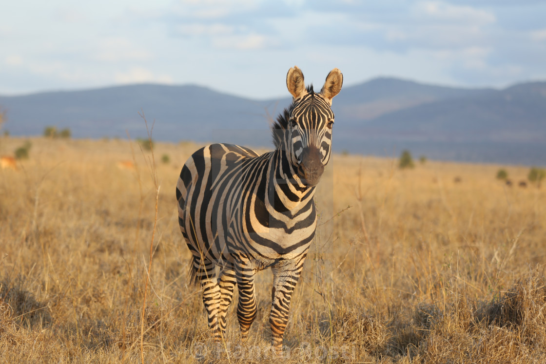 "Zebra in beautiful light" stock image