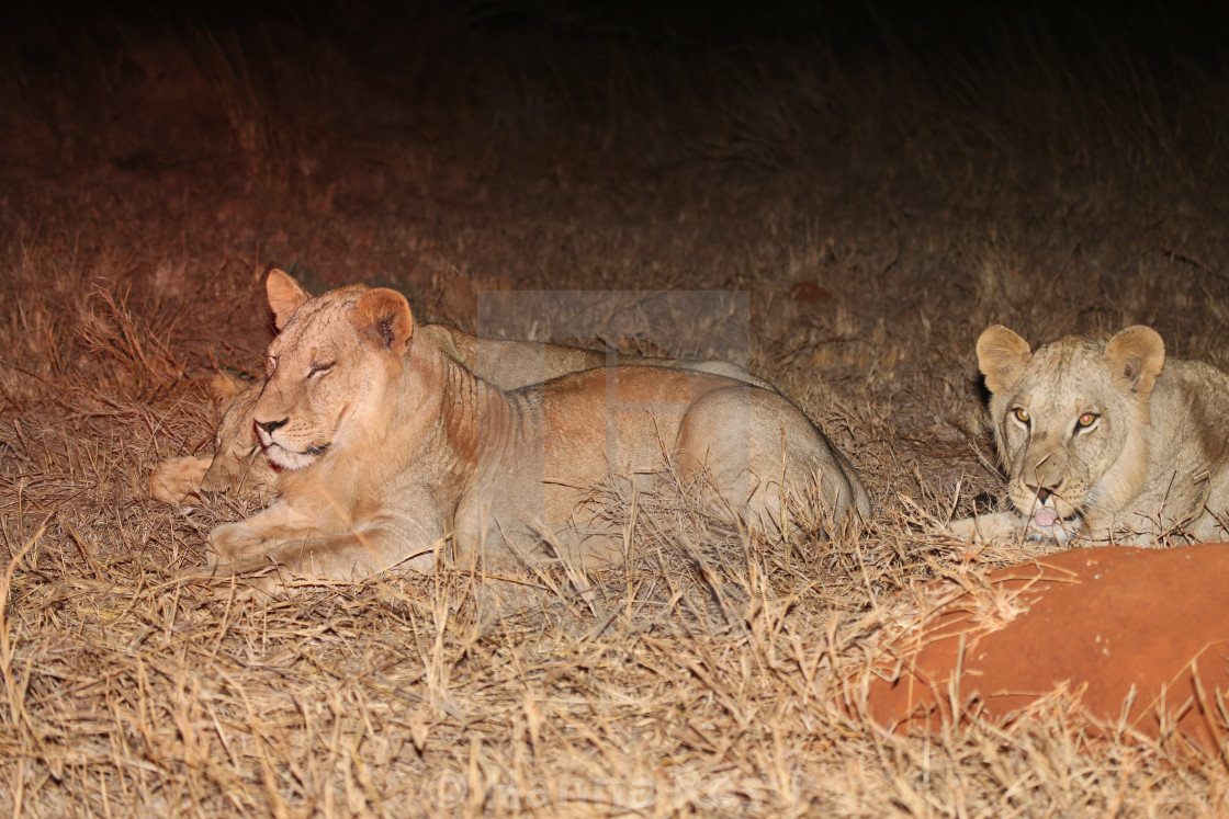 "Young male lions at night" stock image