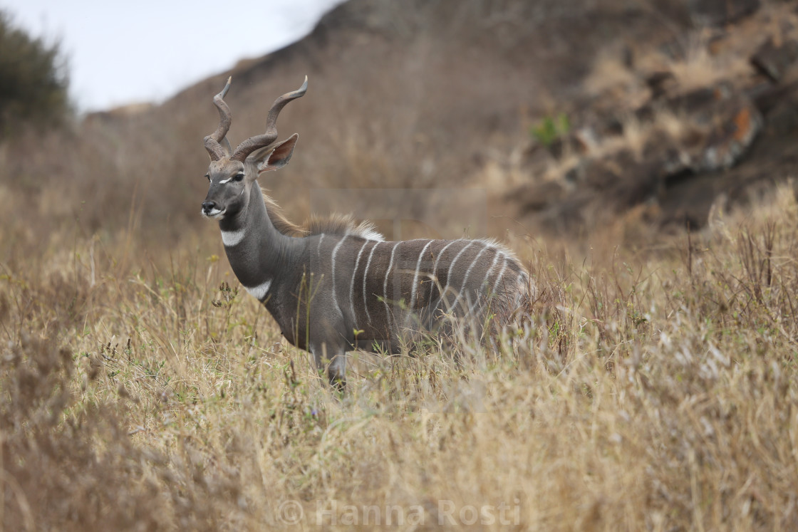 "Lesser kudu male" stock image