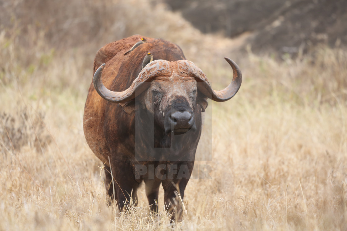 "African buffalo from Kenya" stock image