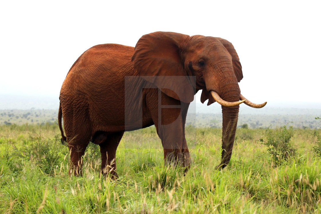 "African elephant male" stock image