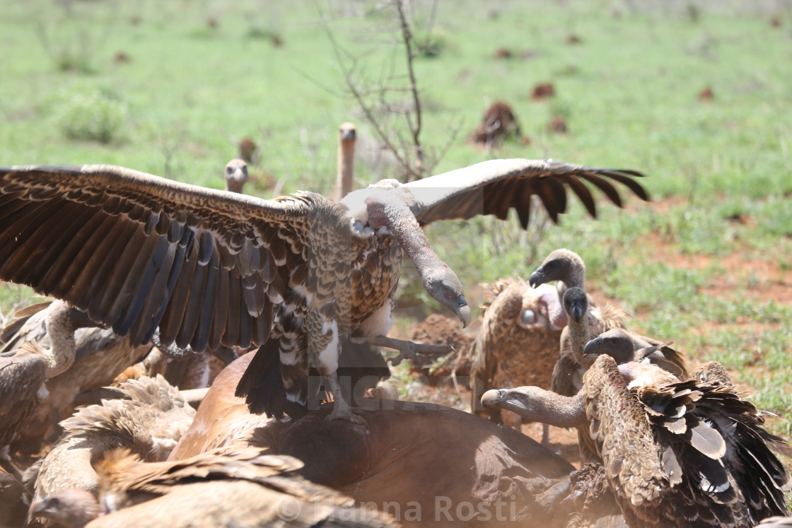 "Vultures on the carcass" stock image