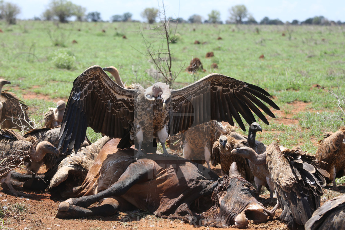 "Rüppells vulture feeding" stock image