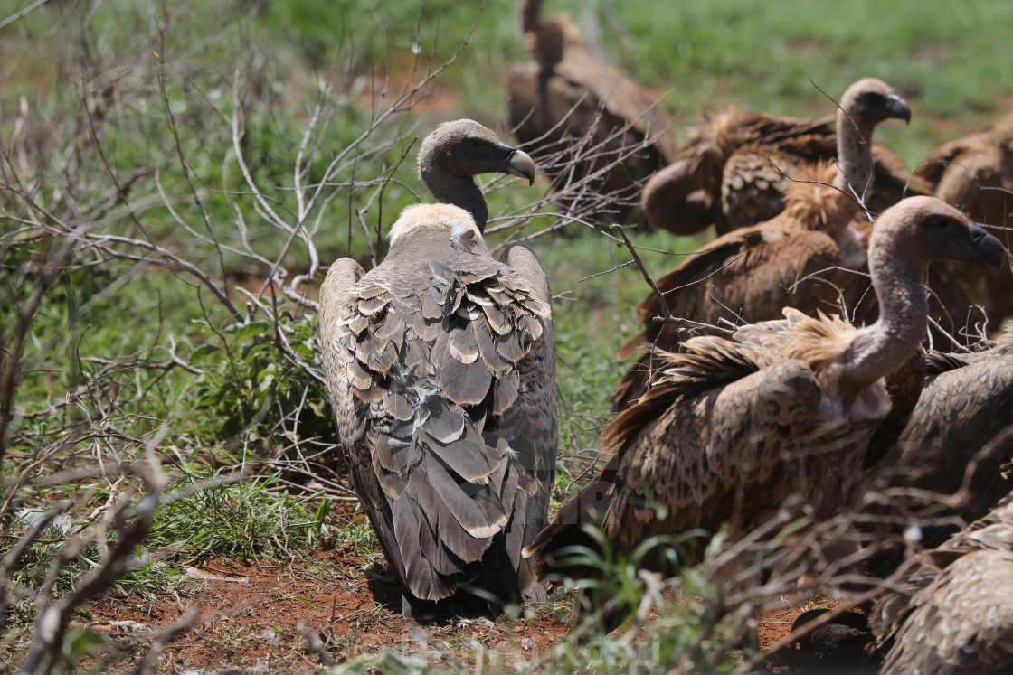 "Rüppell’s Vulture from behind" stock image