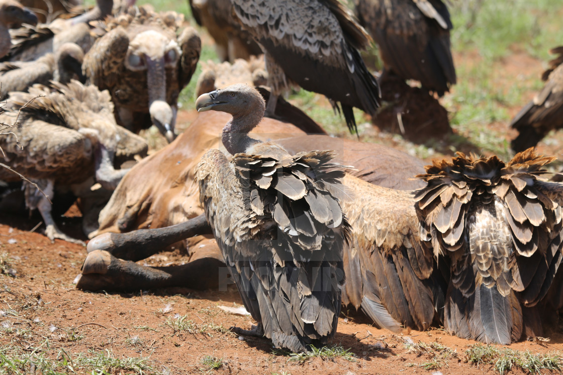 "Rüppells vulture (Gyps rueppelli)" stock image