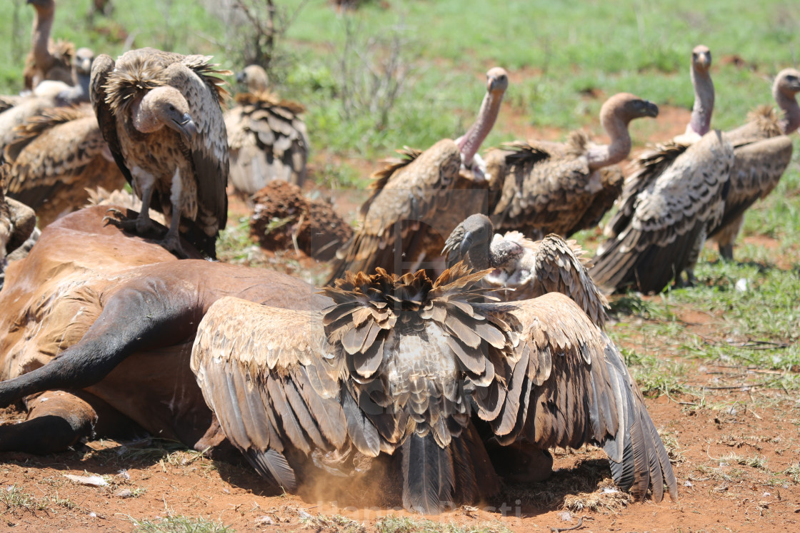 "Rüppell’s Vulture (Gyps rueppelli) from behind" stock image