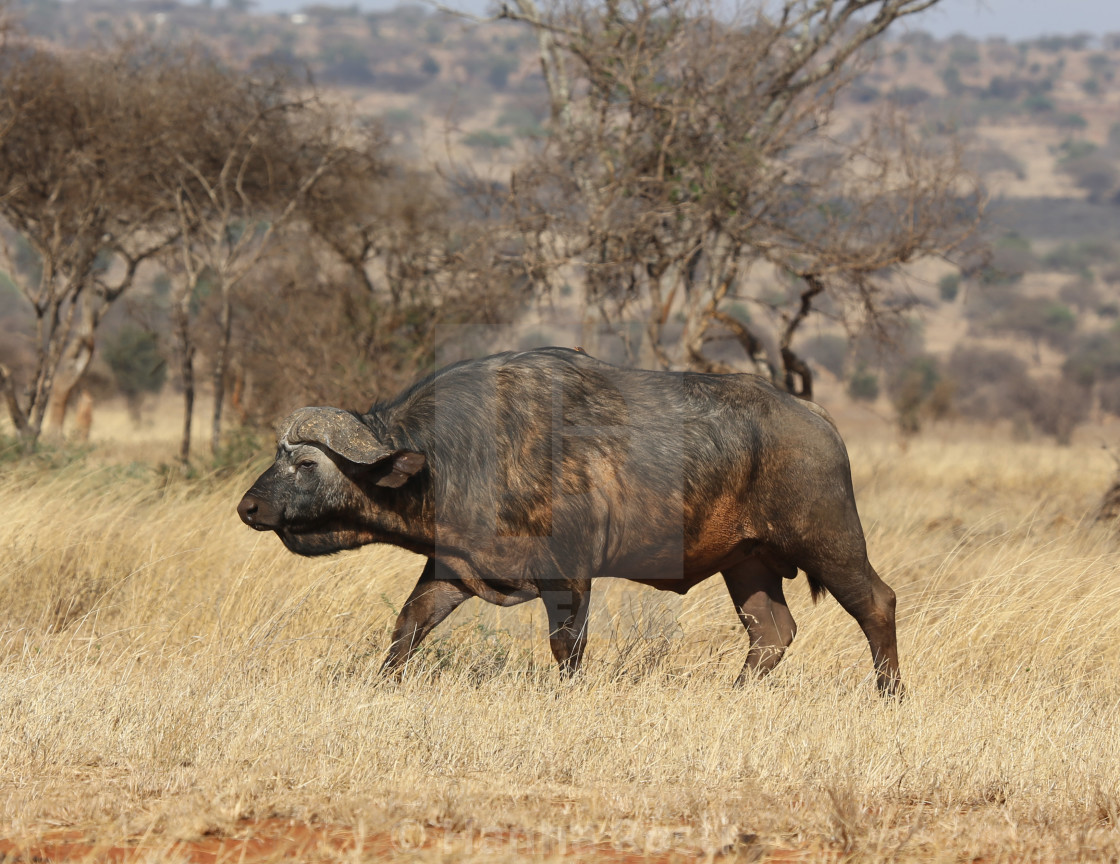 "African buffalo (Syncerus caffer)" stock image