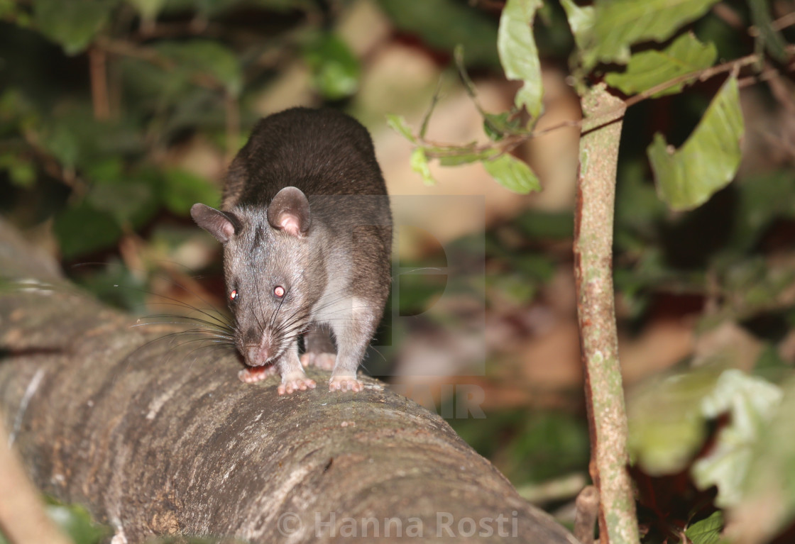 "Southern giant poached rat" stock image