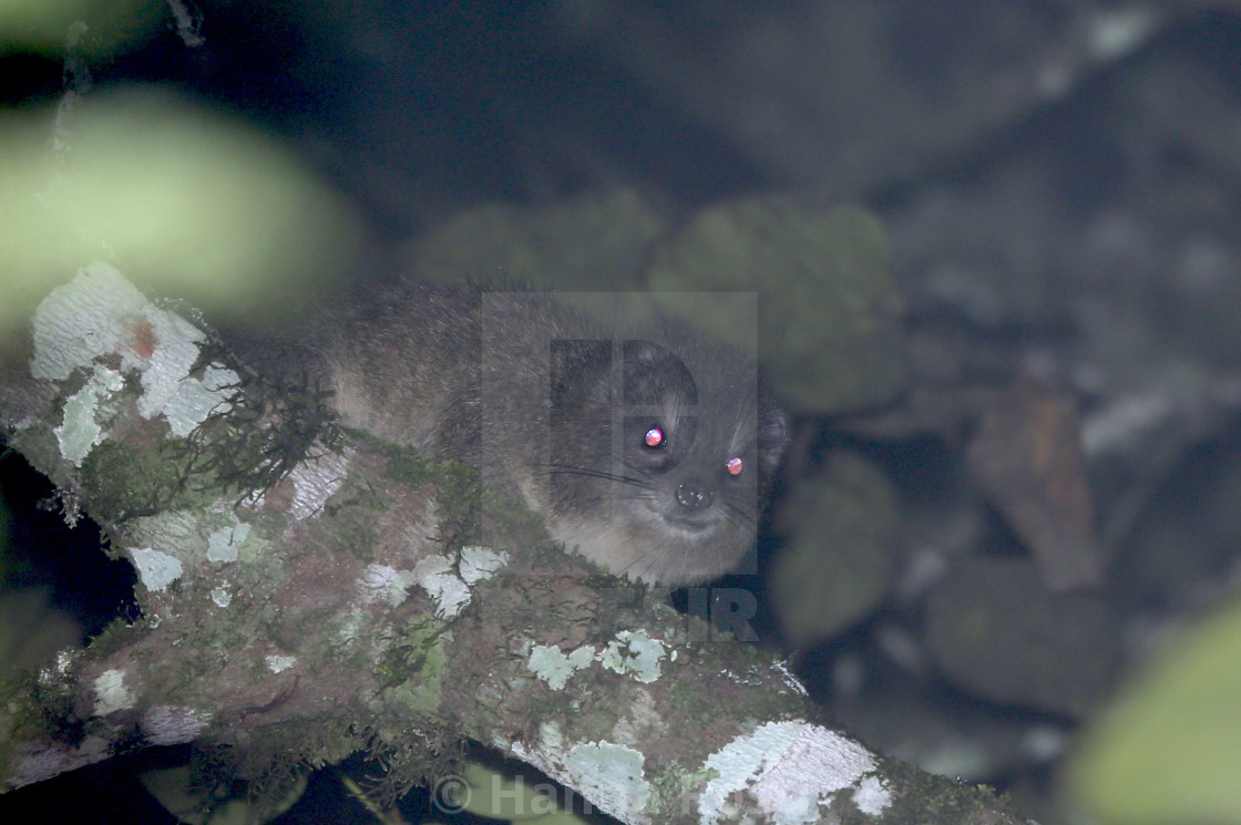 "Taita tree hyrax juvenile" stock image