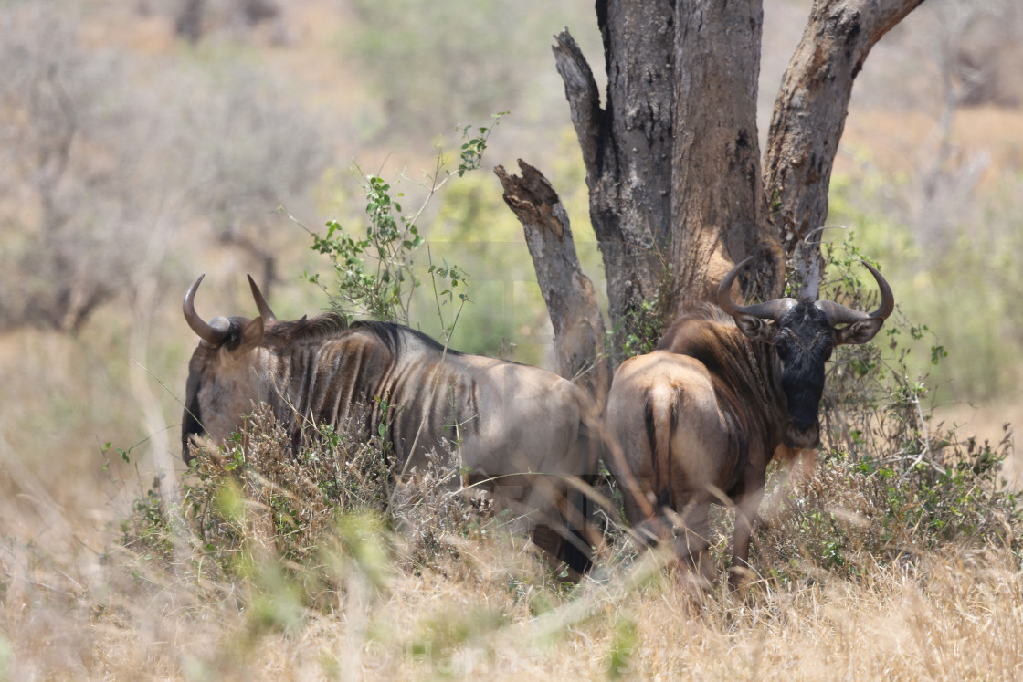 "Wildebeest in shade" stock image