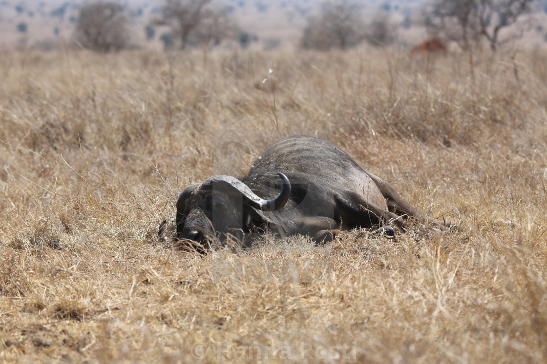 "African buffalo - killed by lions" stock image