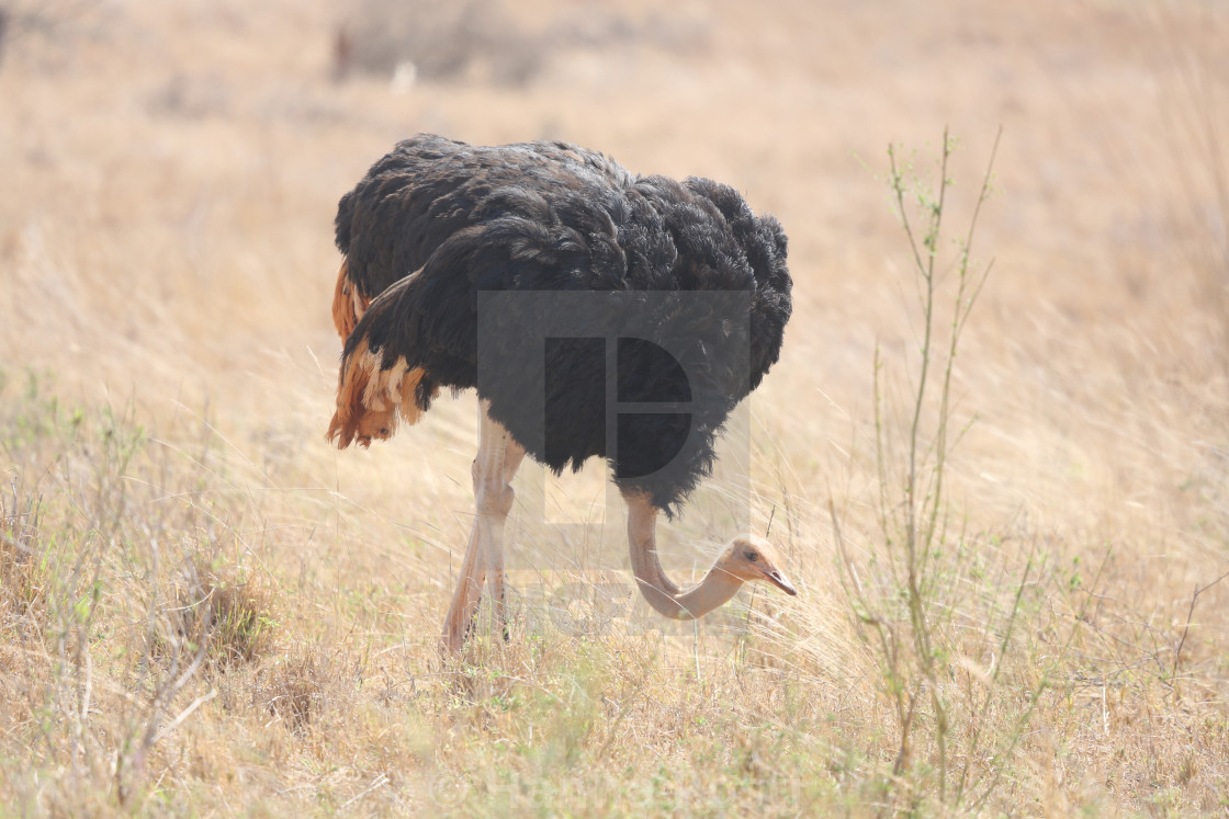 "Ostrich male searching for food" stock image