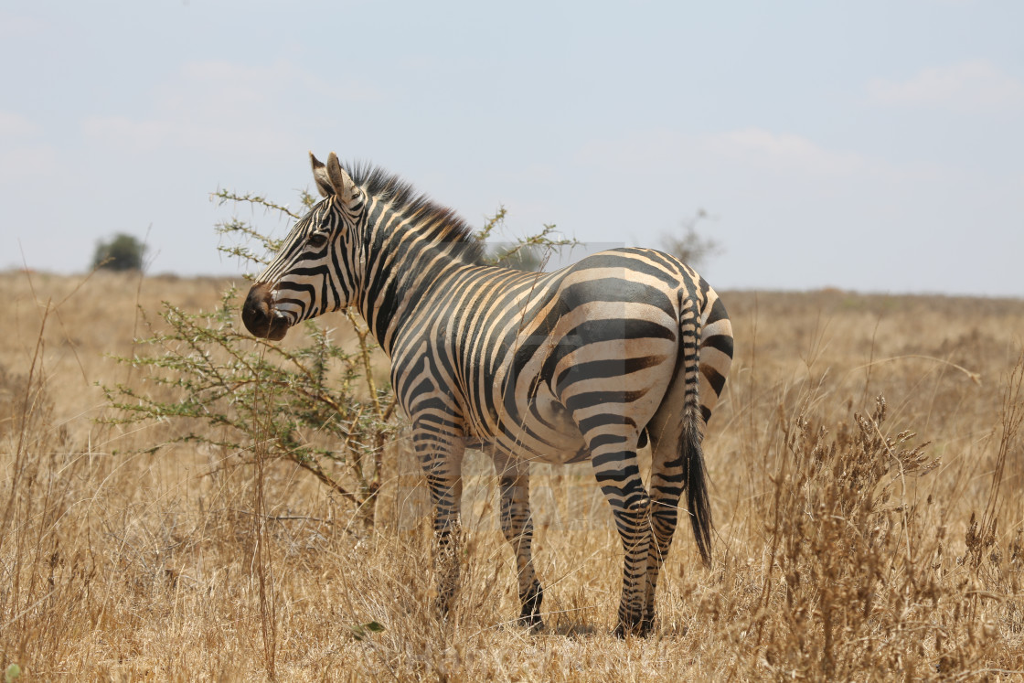 "Zebra stallion" stock image