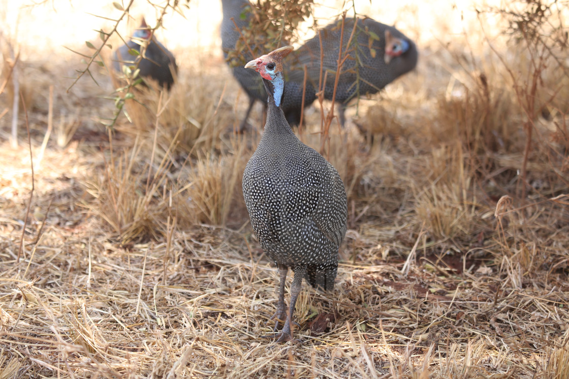 "Helmeted guineafowl" stock image