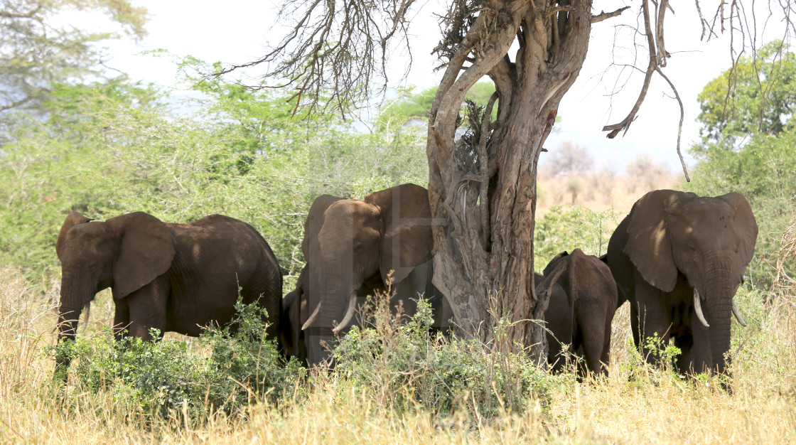 "Sleeping elephants" stock image