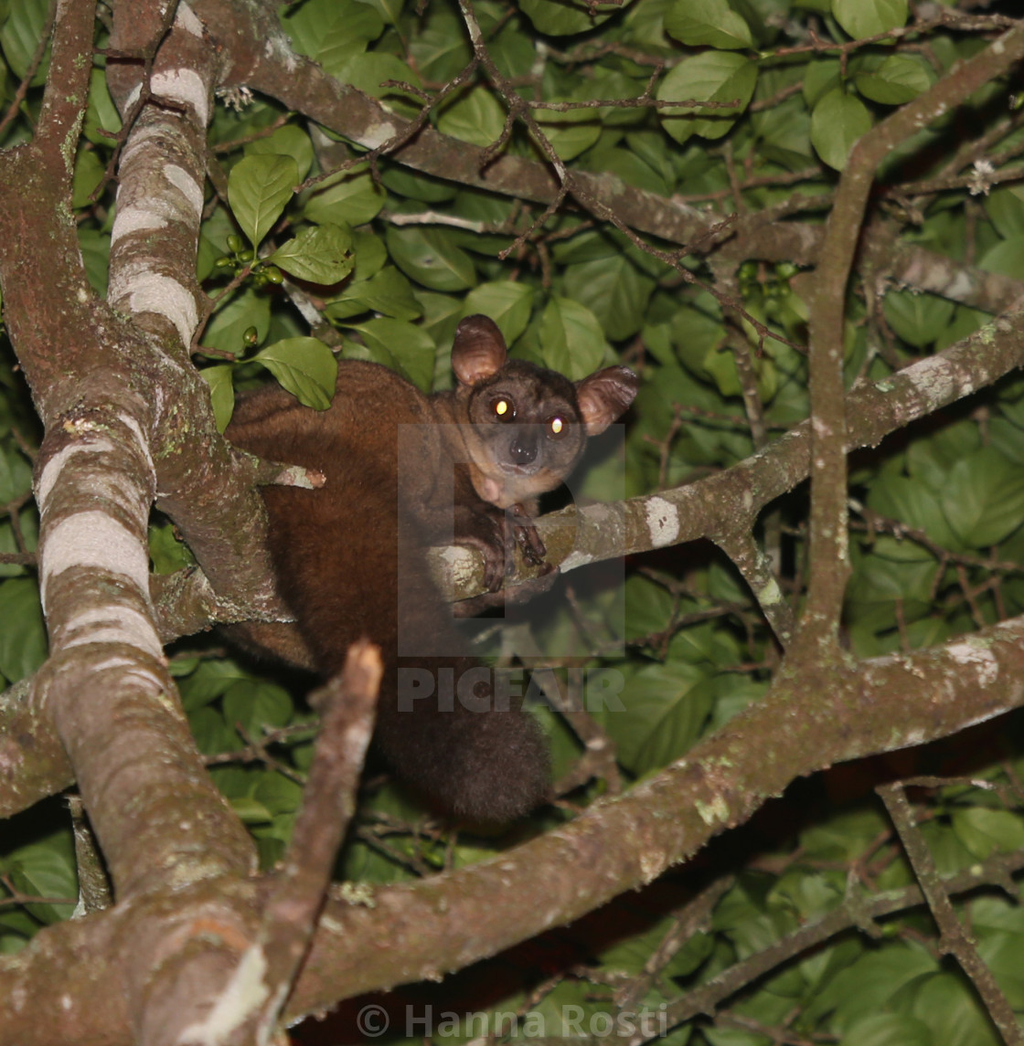 "Small eared greater galago - bushbaby" stock image