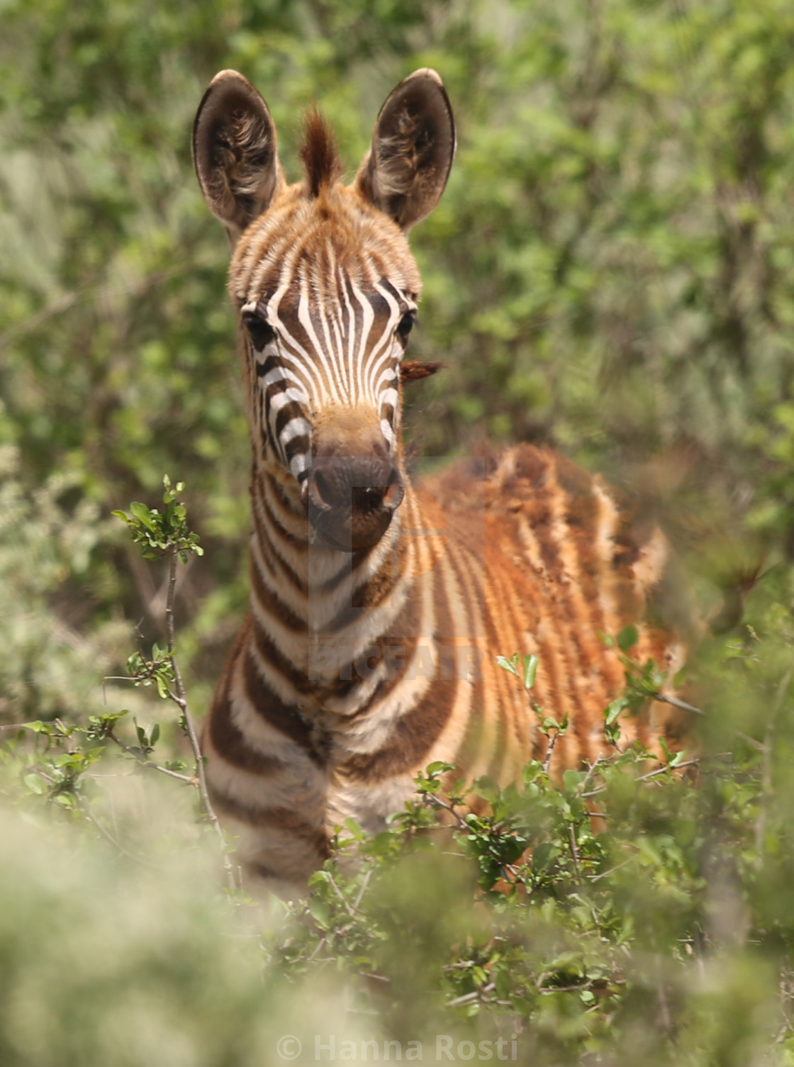 "Zebra foal" stock image