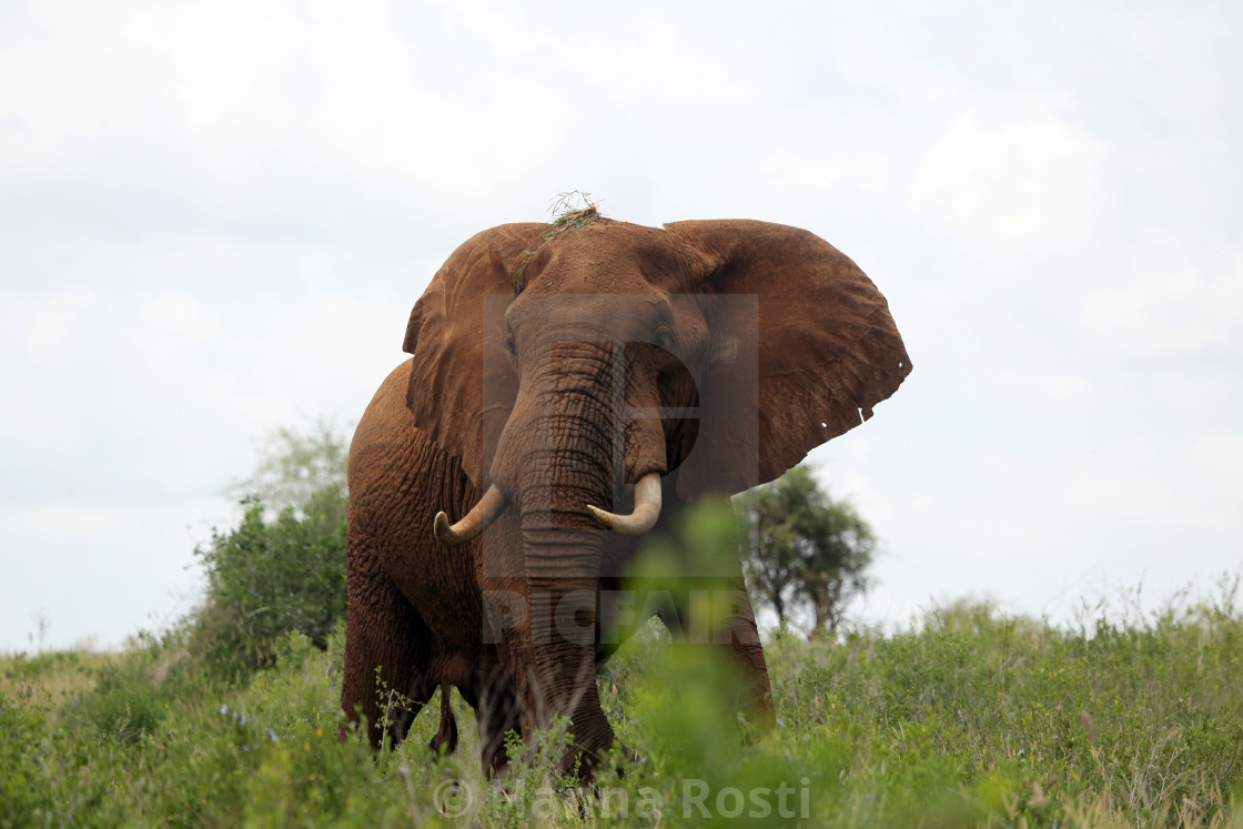 "Elephant bull" stock image