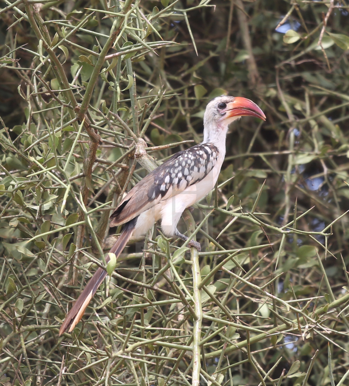 "Red billed hornbill" stock image