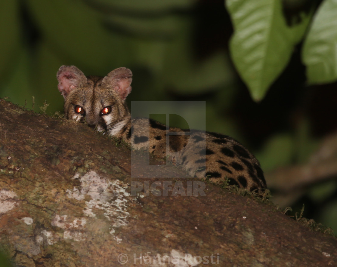 "Genet in the tree" stock image