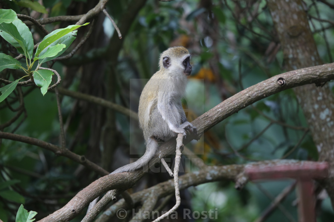"Vervet monkey juvenile in a tree" by Hanna Rosti - $12.37 "Vervet monkey juvenile in a tree" stock image