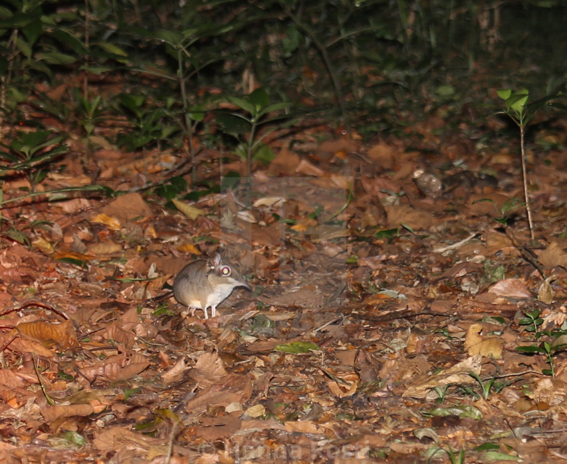 "Sengi from Mbololo Forest" stock image