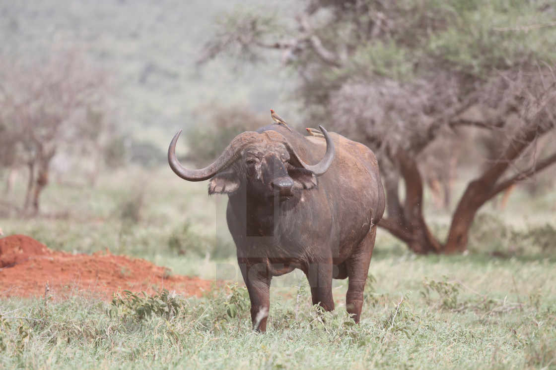 "African buffalo bull" stock image