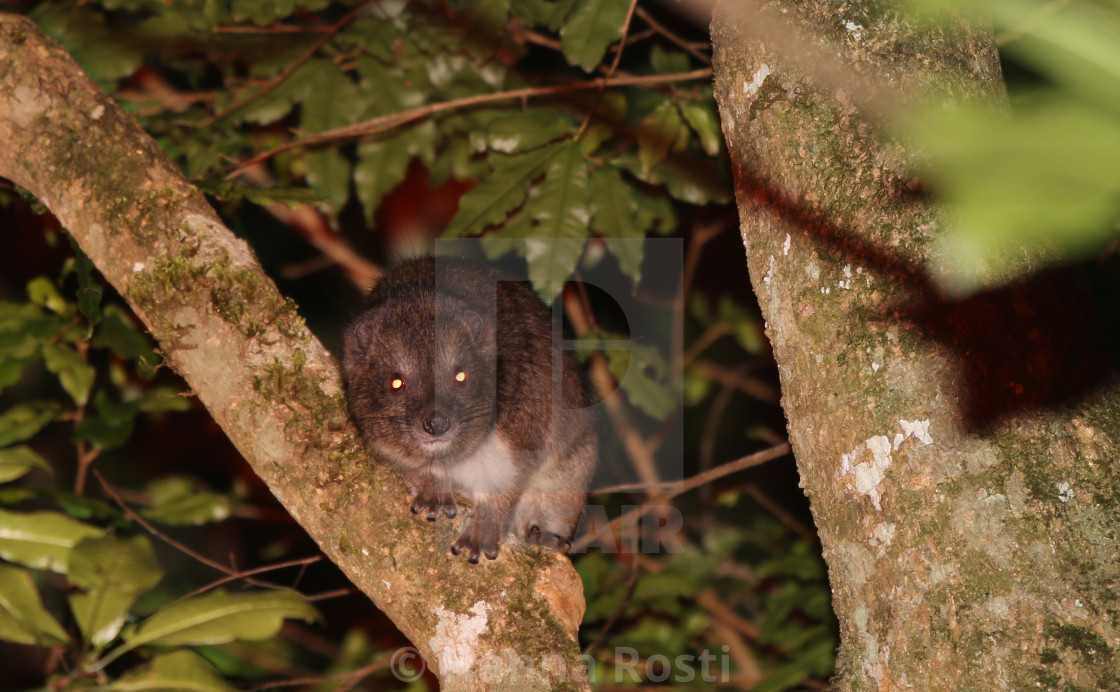 "Taita tree hyrax from Ngangao Forest" stock image