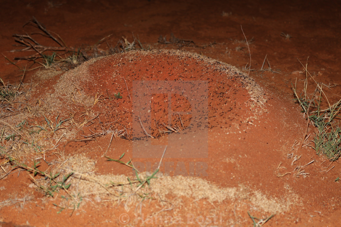 "Termite mound with active termites" stock image